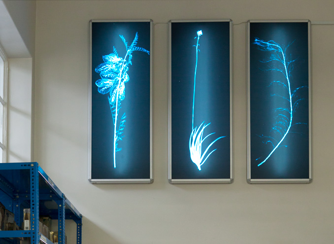 Photo of 3 Planthology lightboxes by Nina Liebenberg