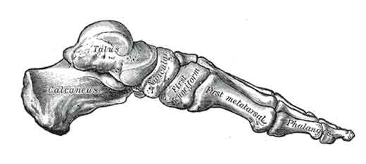 Skeleton of the foot â medial view