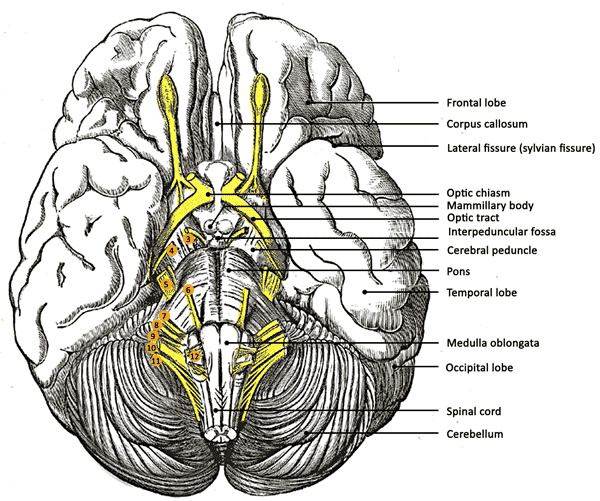 Structures at the base of the brain Image source (adapted from): en.wikipedia.org/wiki/File:Gray724