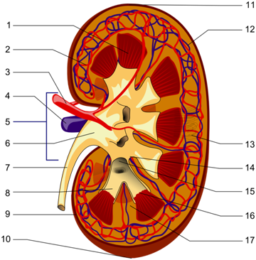 Structures of the kidney diagram