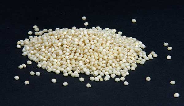 Photograph of millet seeds