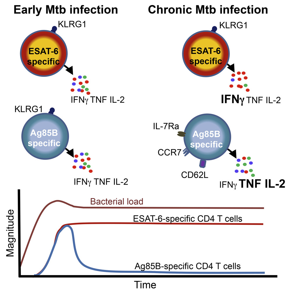 Antigen Availability Shapes T Cell Differentiation and Function during Tuberculosis