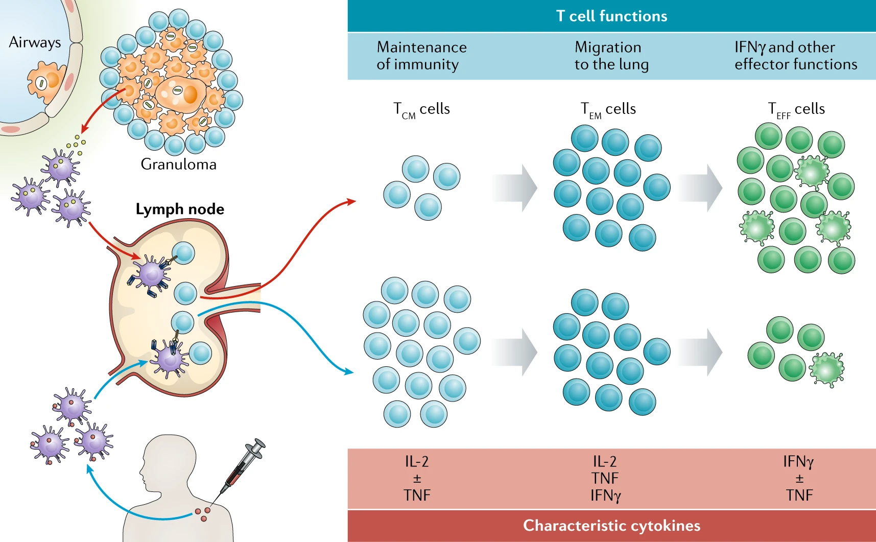 Moving tuberculosis vaccines from theory to practice