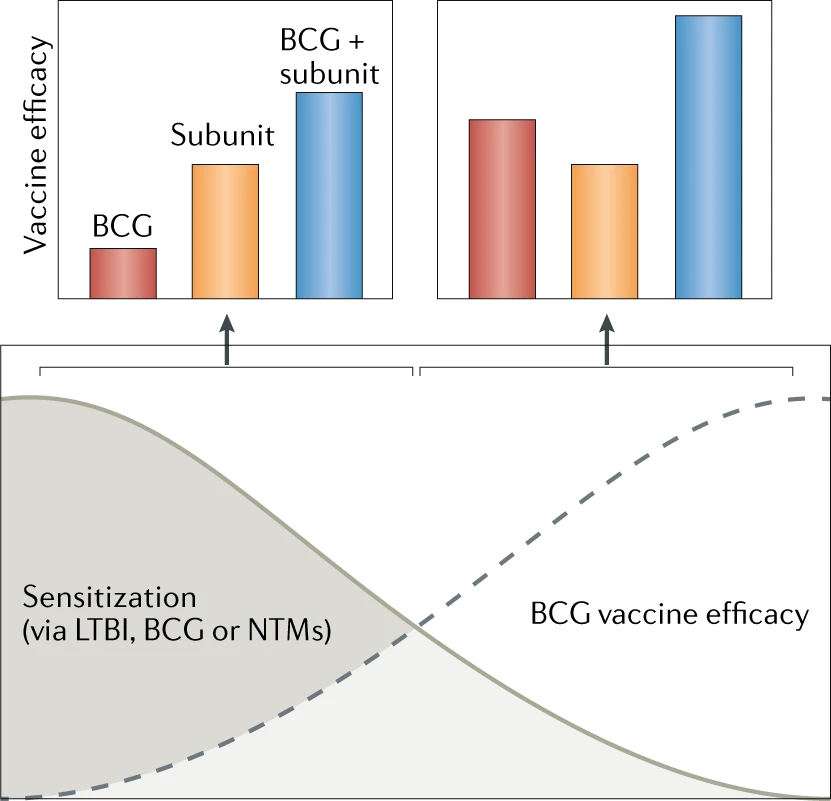 The effects of immunological sensitization to mycobacteria on vaccine efficacy