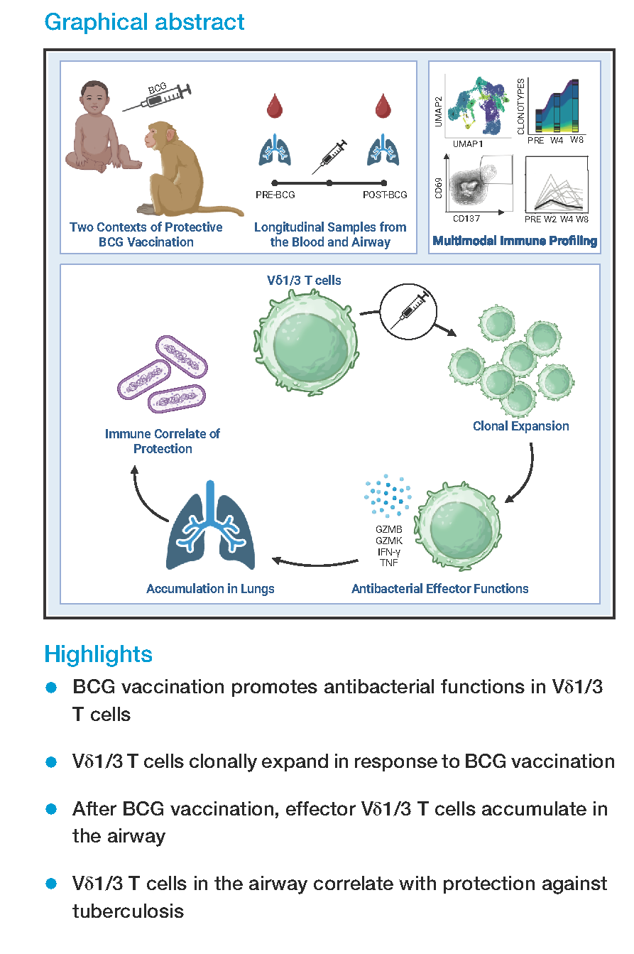 BCG vaccination induces antibacterial effector