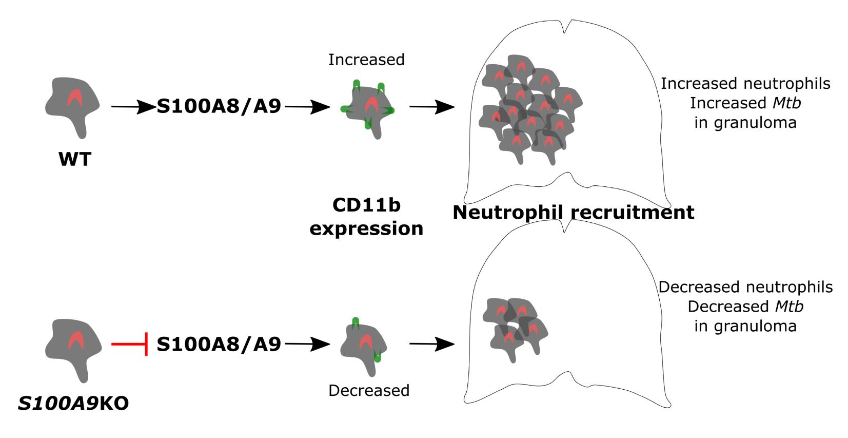 S100A8/A9 regulates CD11b expression and neutrophil recruitment during chronic tuberculosis"