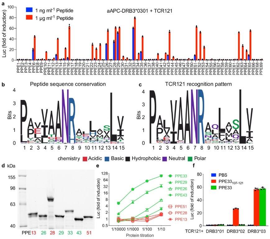 Figure 6 The discrepancy between peptide and protein stimulation. a