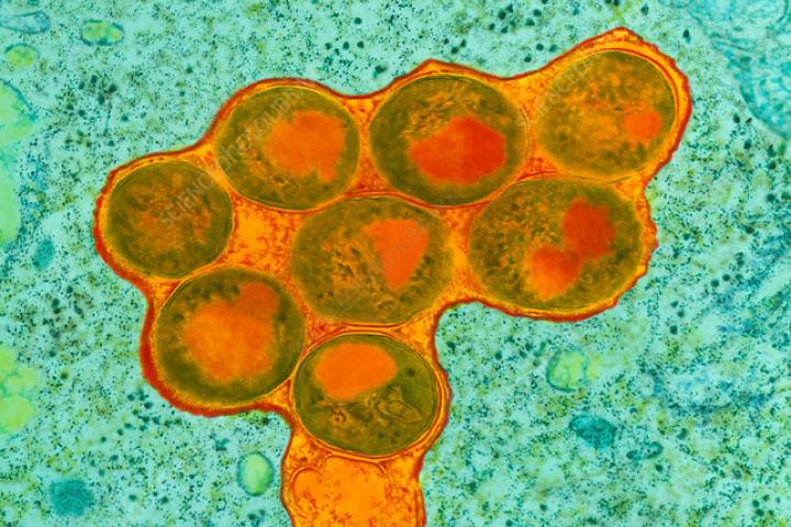 Interaction BCG at blood cellular level