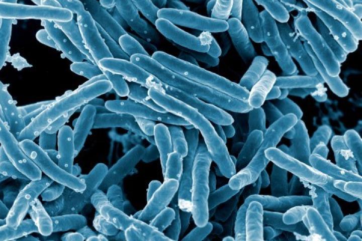 A scanning electron micrograph showing numerous rod-shaped Mycobacterium tuberculosis bacteria. Credit: NIAID CC-BY-NC-4.0