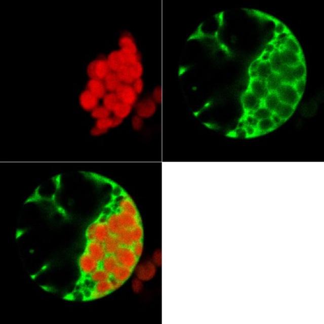    Expression of a GFP-tagged cytoplasmic protein (green) in a plant protoplast. Chloroplasts in red   