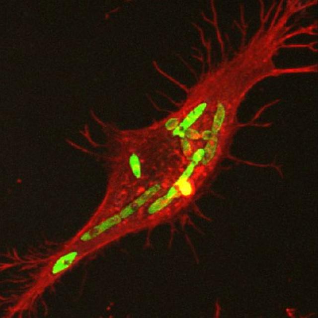    Phalloidin-labelled (red) macrophage containing fungal hyphae (green)   