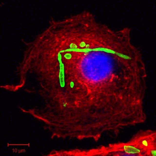    Phalloidin-labelled (red) macrophage showing internalized fungus (GFP, green). DAPI nuclear stain (blue).   
