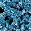 A scanning electron micrograph showing numerous rod-shaped Mycobacterium tuberculosis bacteria. Credit: NIAID CC-BY-NC-4.0